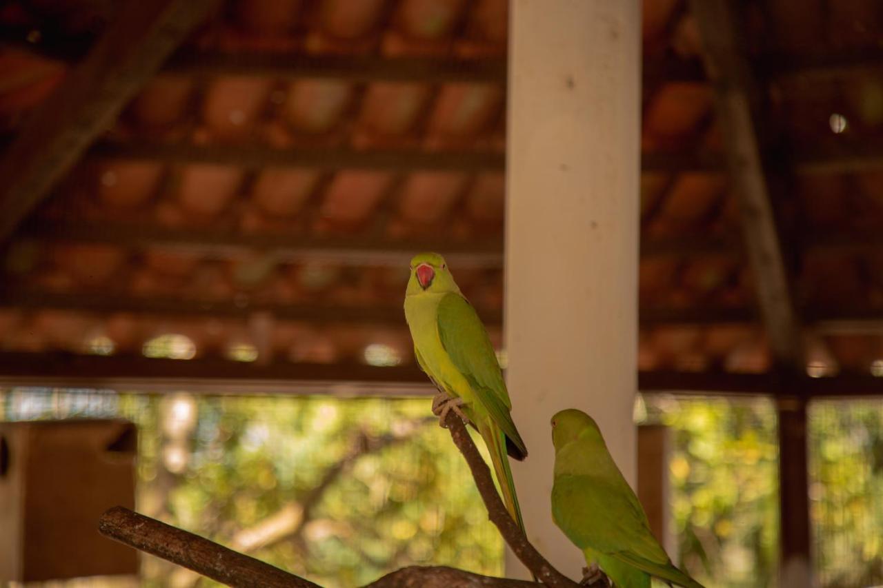 Da Mata Resort Hotel カンピナグランデ エクステリア 写真